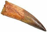 Fossil Spinosaurus Tooth - Real Dinosaur Tooth #361287-1